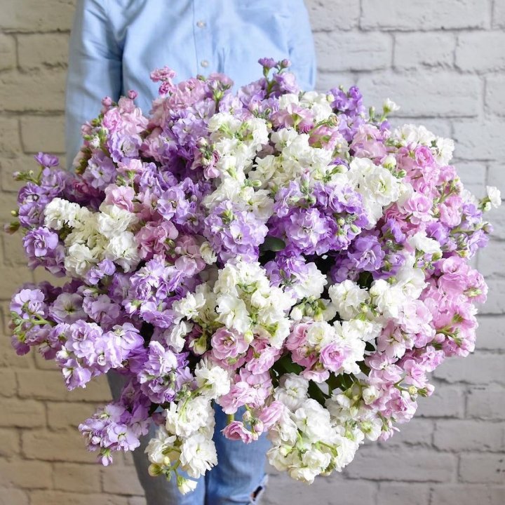 Облако маттиол в Перми