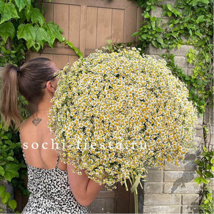 101 ромашка в Перми