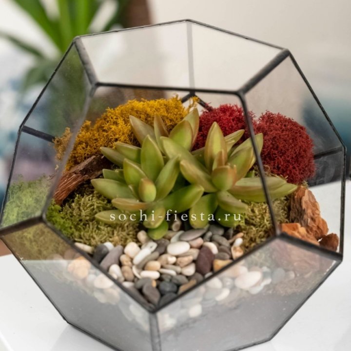 Флорариум “Додекаэдр” с суккулентом Седум в Перми