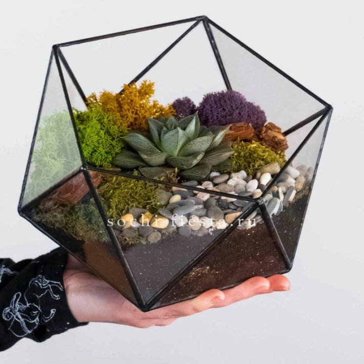Флорариум “Икосаэдр” с суккулентом Каменная Роза в Перми