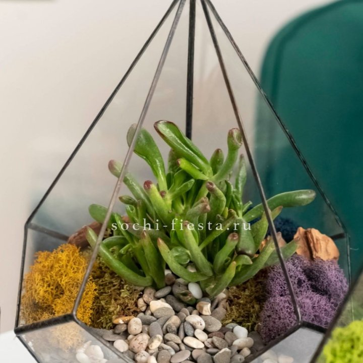 Флорариум “Капля” с суккулентом Крассула Хоббит в Перми