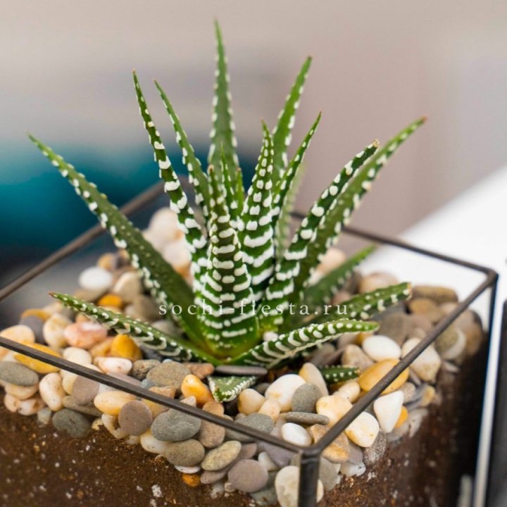 Флорариум Кубик с суккулентом Хавортия в Перми