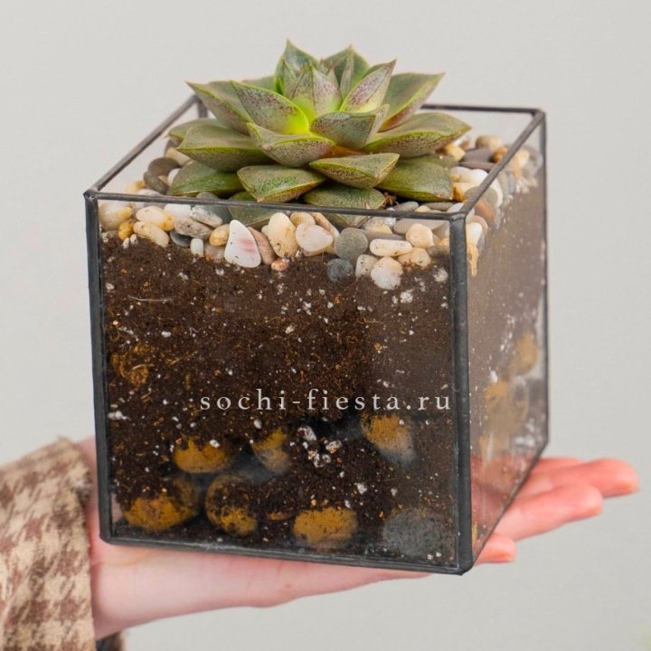Флорариум Кубик с суккулентом Каменная роза в Перми