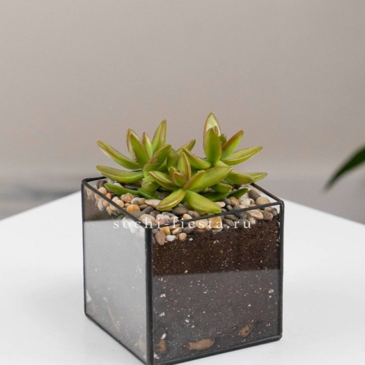 Флорариум Кубик с суккулентом Седум в Перми