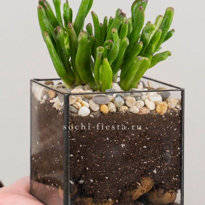 Флорариум Кубик с суккулентом Хоббит в Перми