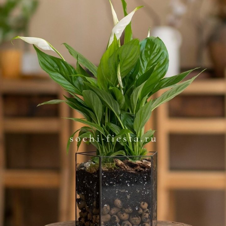 Спатифиллум в кашпо Пятиугольник в Перми