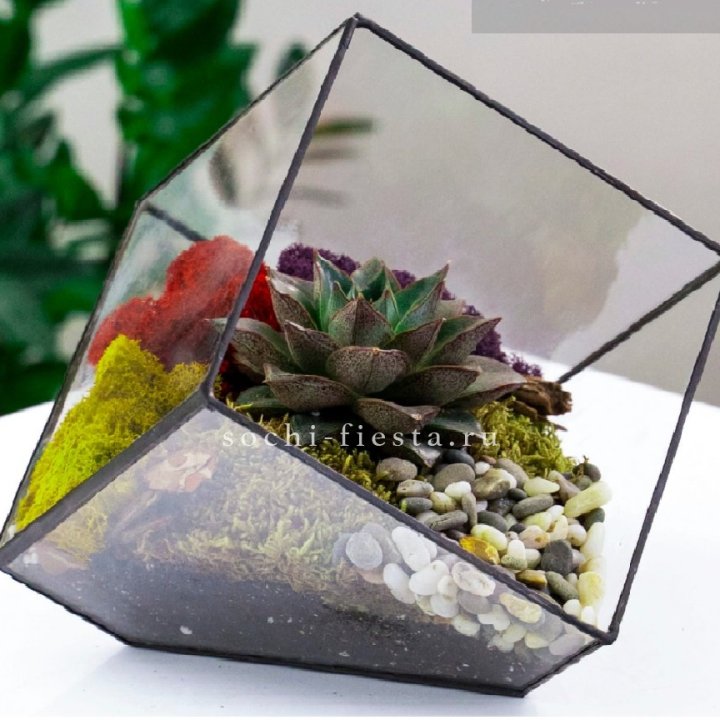 Флорариум Куб усеченный с суккулентом Каменная роза в Перми