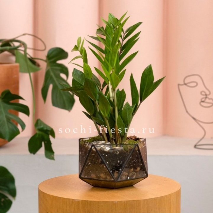 Замиокулькас в кашпо Икосаедр в Перми