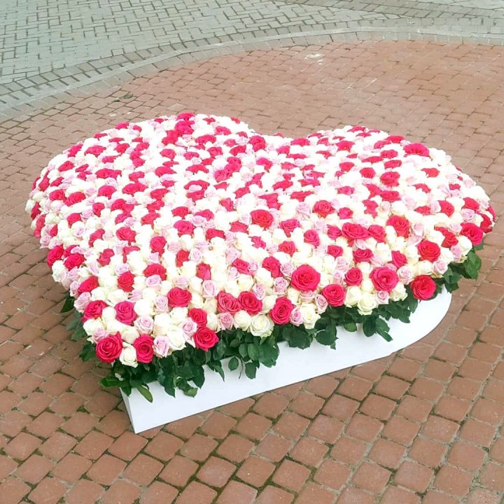 555 роза  в Перми