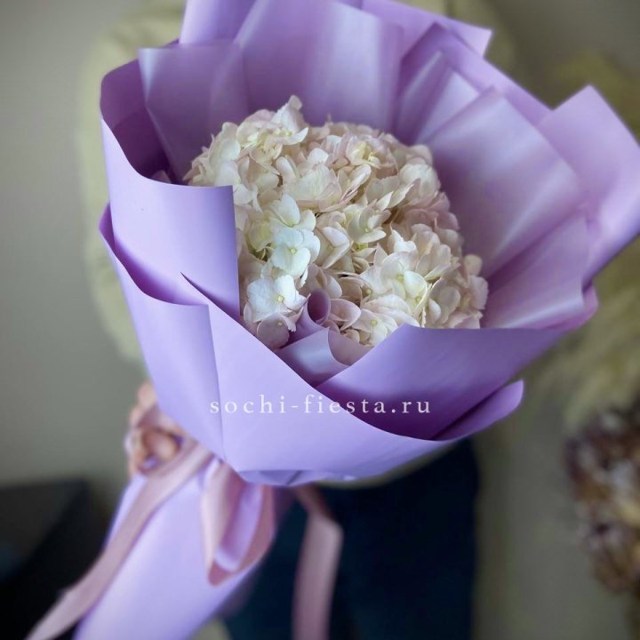 Гортензия розовая в Перми