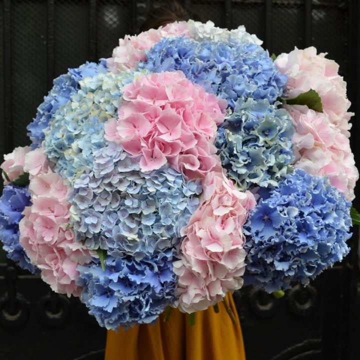 Букет гортензий "Фонтан" в Перми