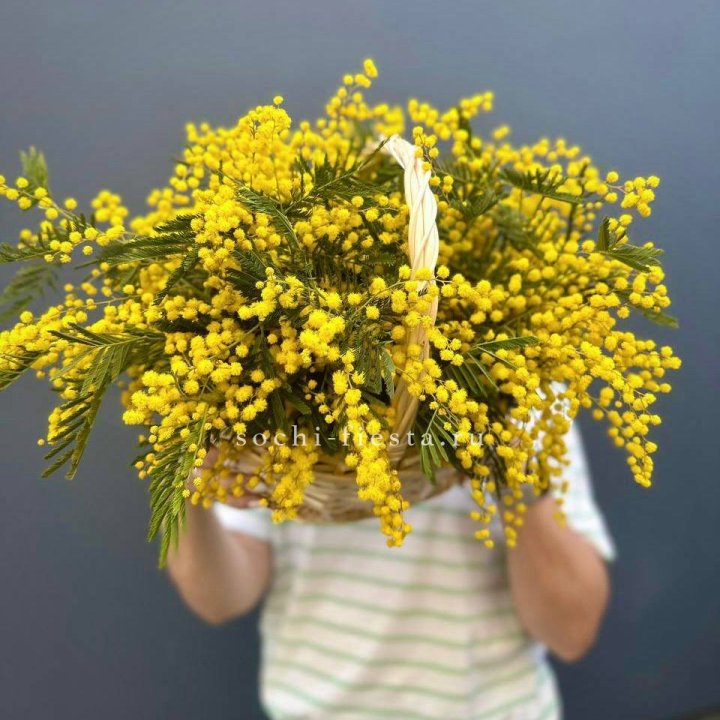 Весенняя корзина мимозы в Перми