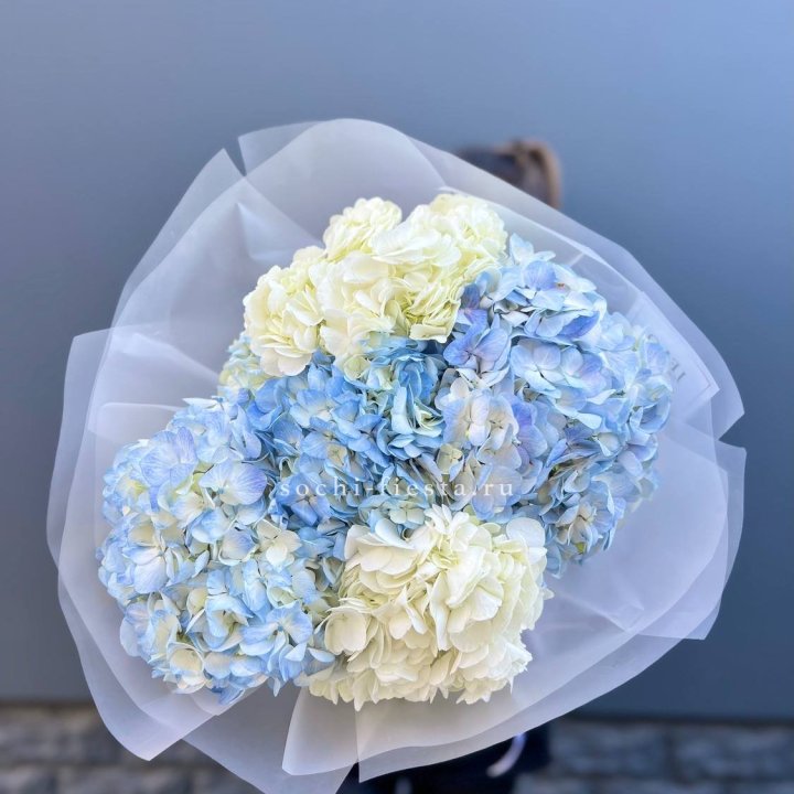 5 бело-голубых гортензий в Перми