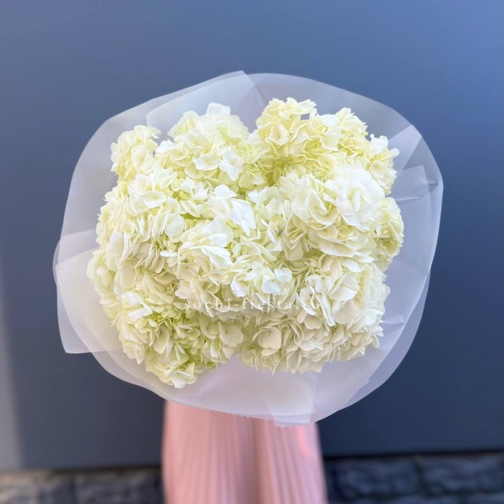 7 белых гортензий в Перми