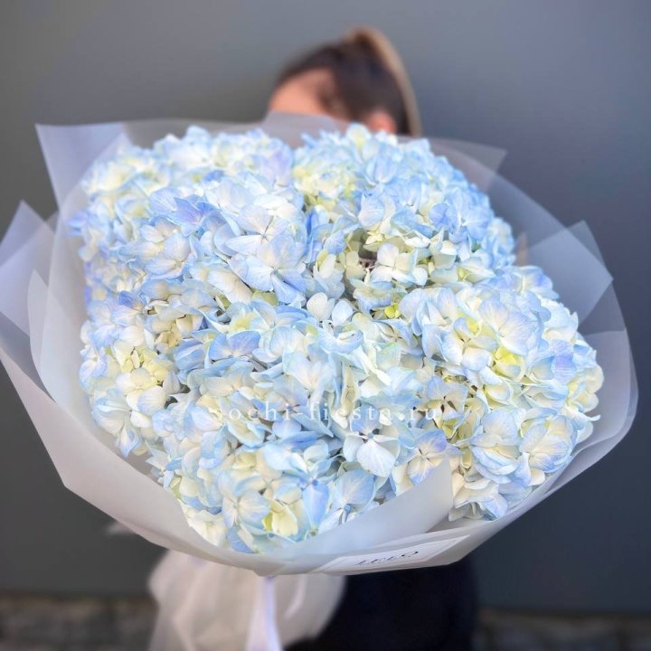 5 голубых гортензий в Перми