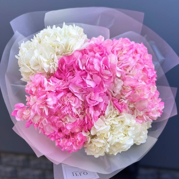 5 бело-розовых гортензий в Перми