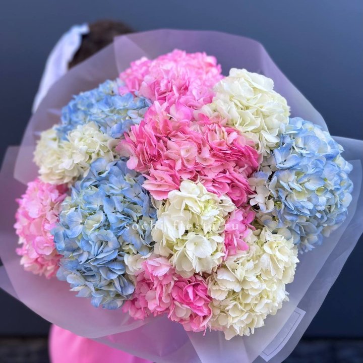 11 гортензий микс в Перми