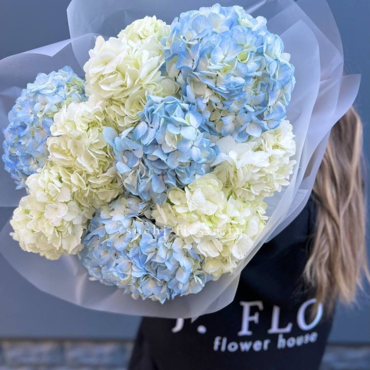 9 бело-голубых гортензий в Перми