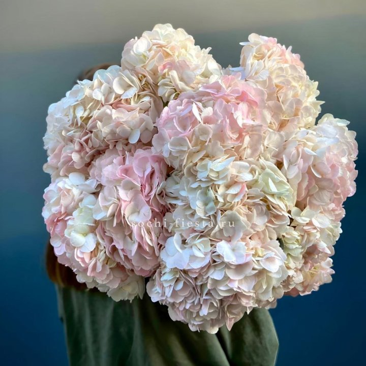 Охапка розовой гортензии в Перми