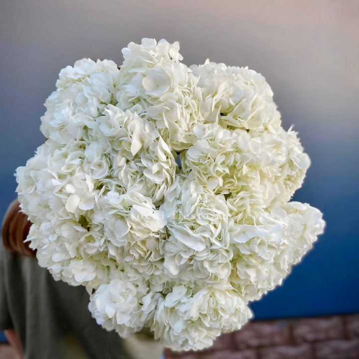 Охапка белой гортензии в Перми