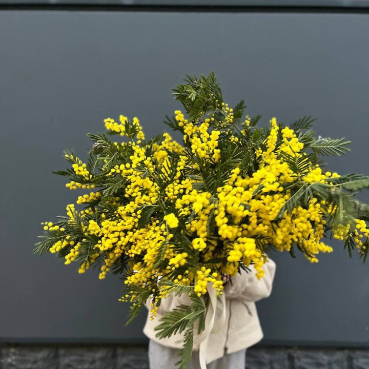 Охопка мимозы в Перми