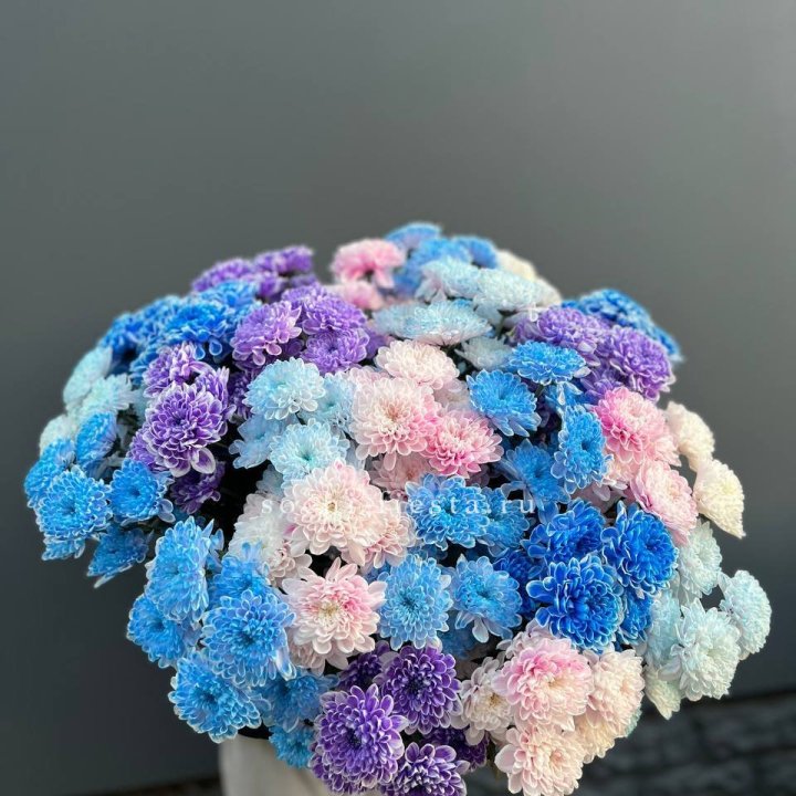 25 цветных хризантем в Перми