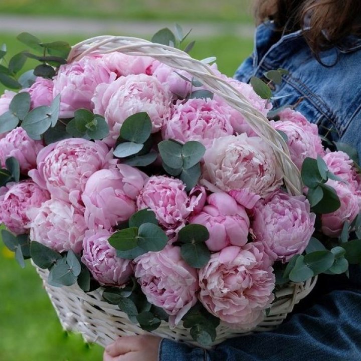 51 пион в корзине в Перми