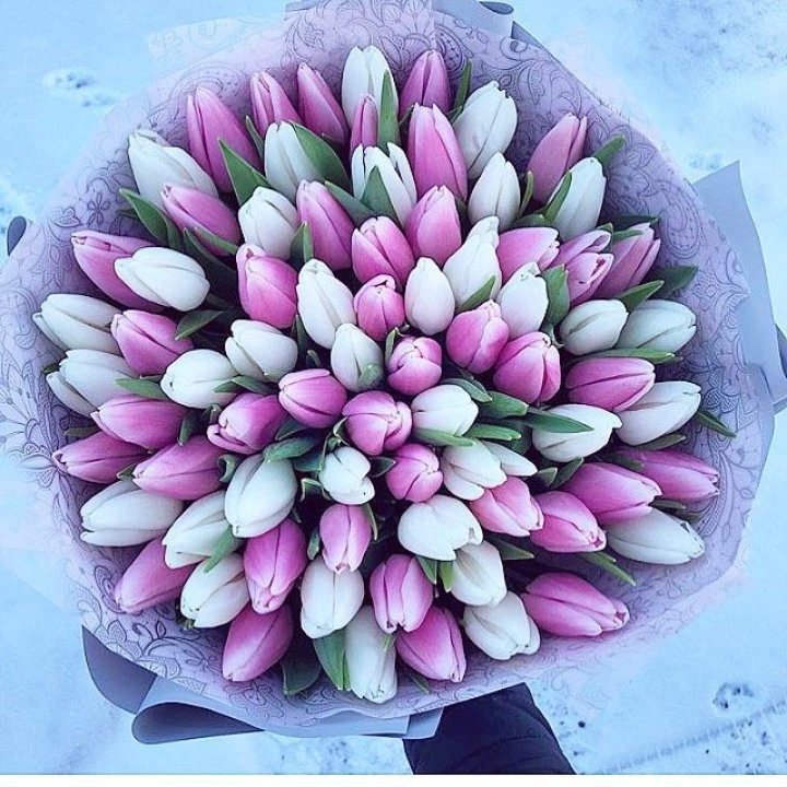 101 тюльпан "Лолипоп" в Перми